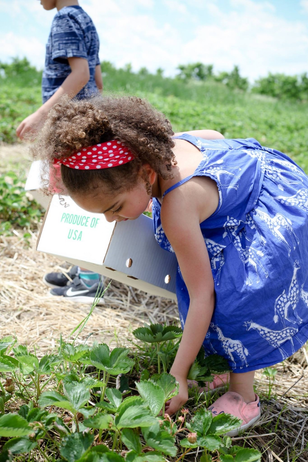 2022 Chicagoland UPick Berry Farms What Should We Do Today Chicago?