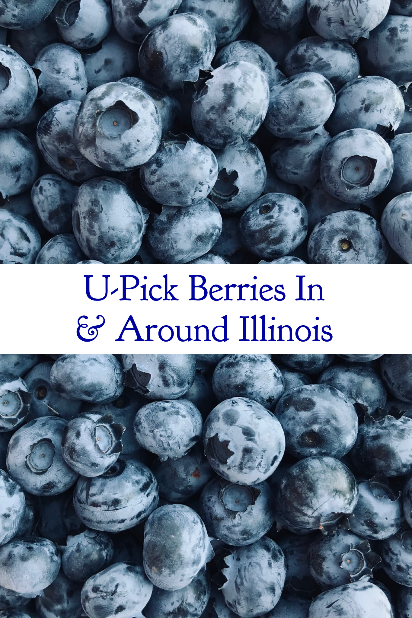 Illinois Berry Picking Farms - What Should We Do Today Chicago?