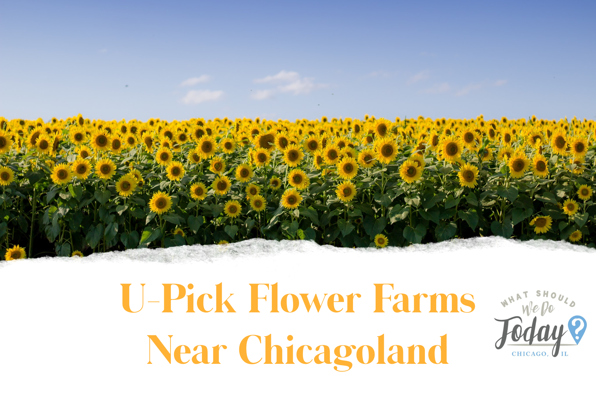 5 farms with flower patches in full bloom for photos, picking