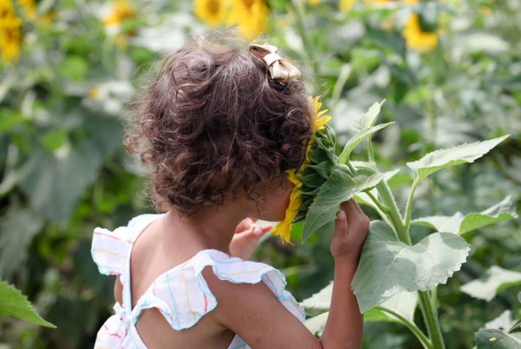 U Pick Flower Farms Near Chicagoland What Should We Do Today Chicago